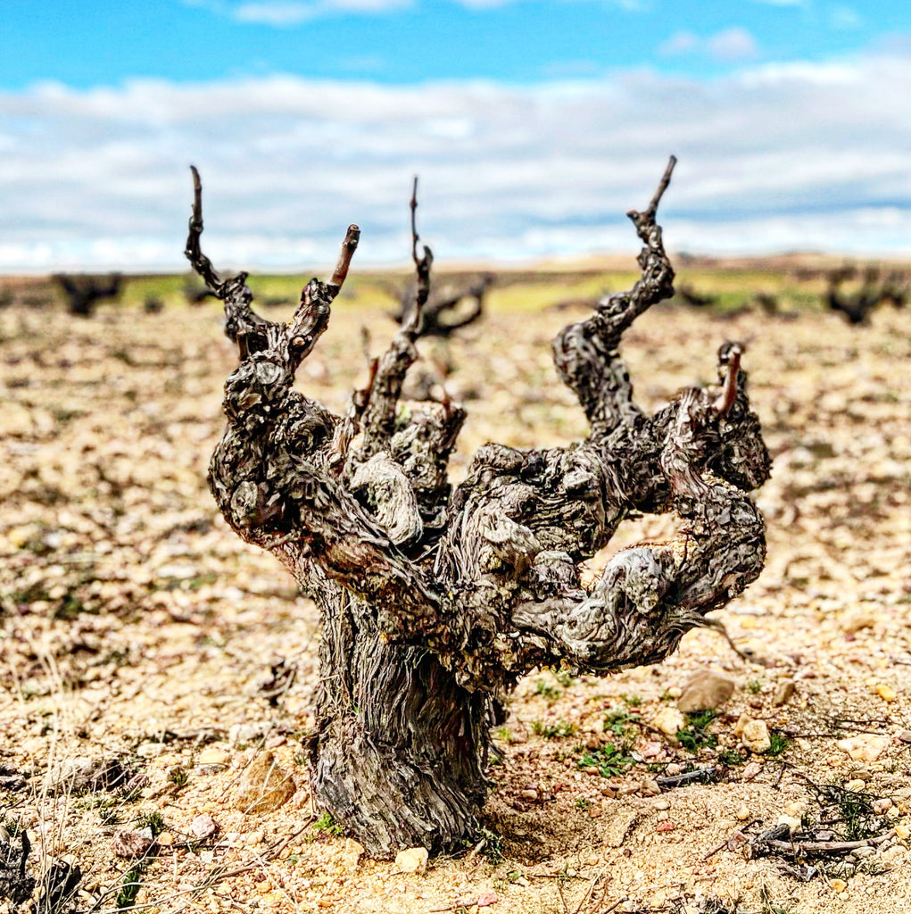 A Bet on Centenary Vines Pays Off Big for Hacienda Terra d’Uro